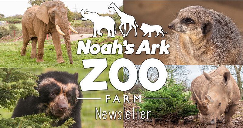 noahs ark 22