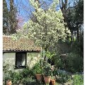 Sat 9 May - The Well: Open House and Garden Cream Teas